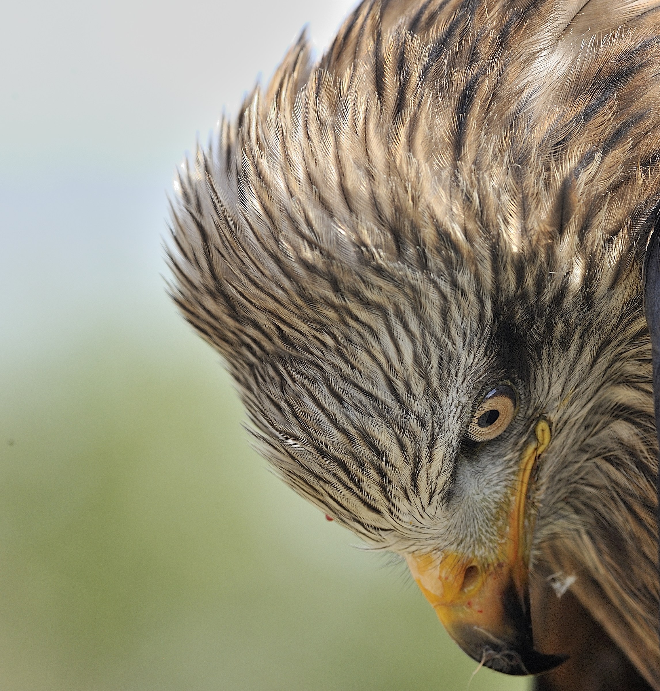 Portrait of nervous kite