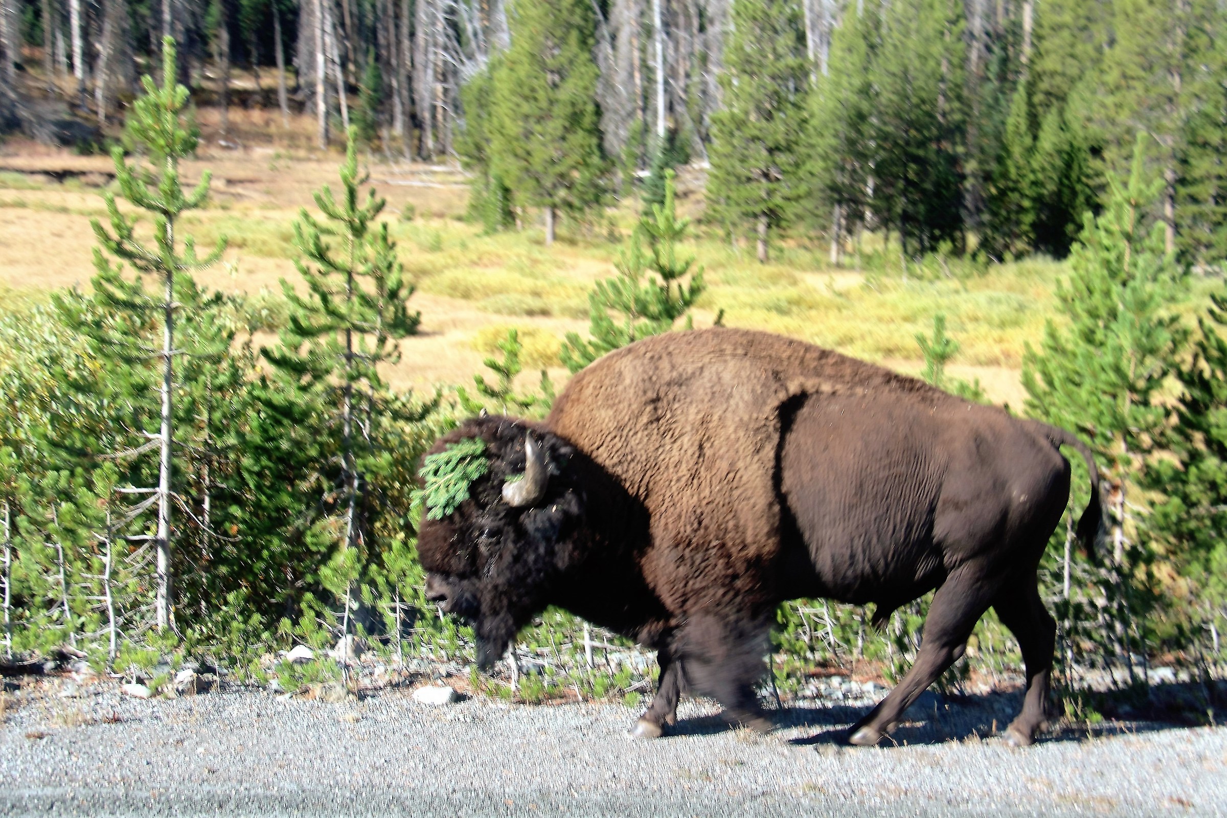 Yellowstone bisonte