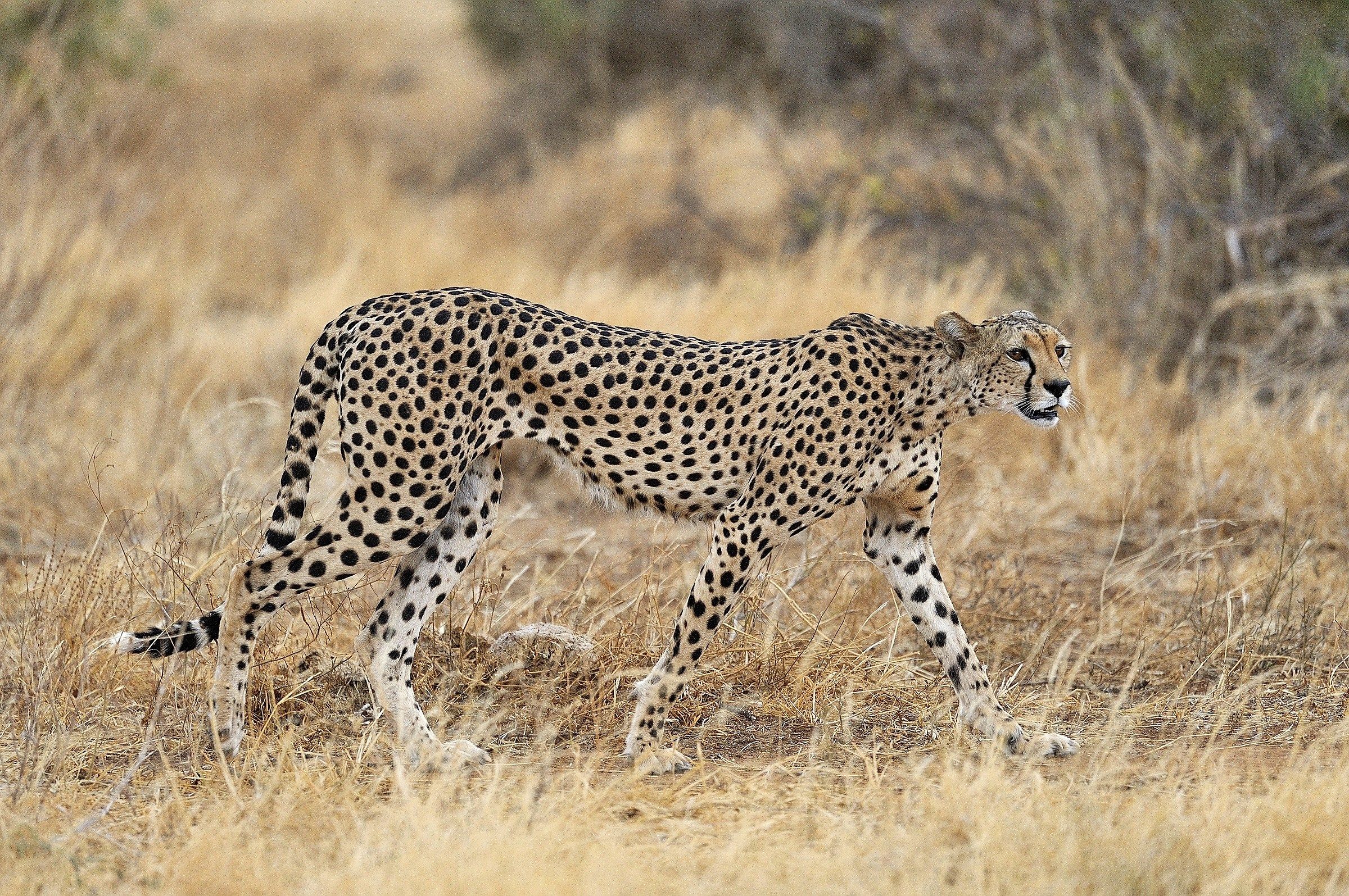 Mom cheetah dawn hunting