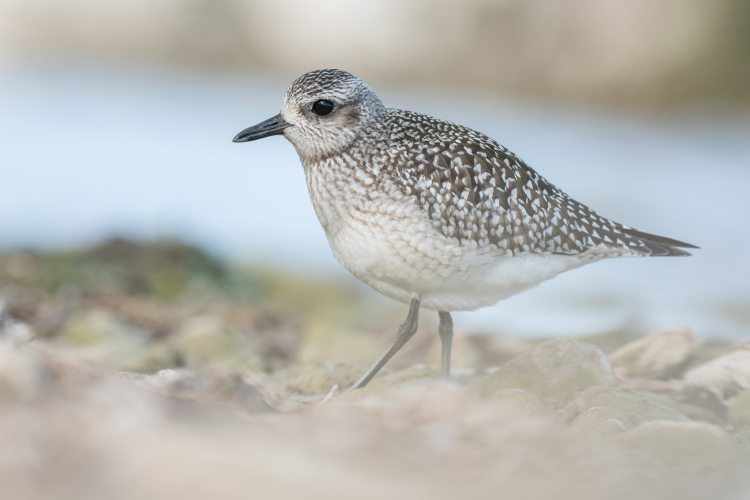 Grey Plover