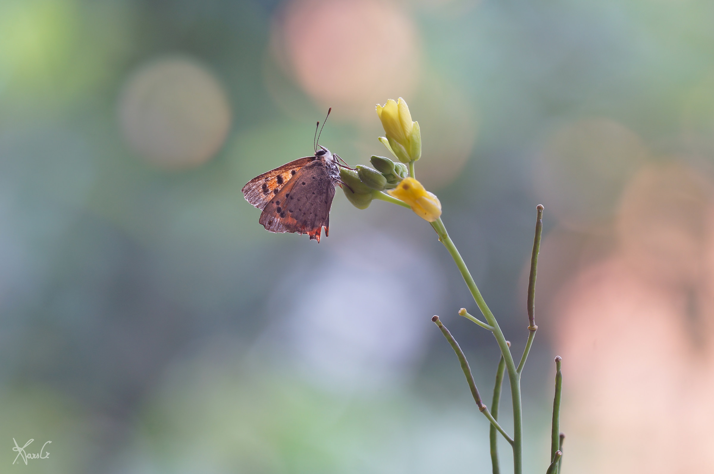 Phleaes in technicolor