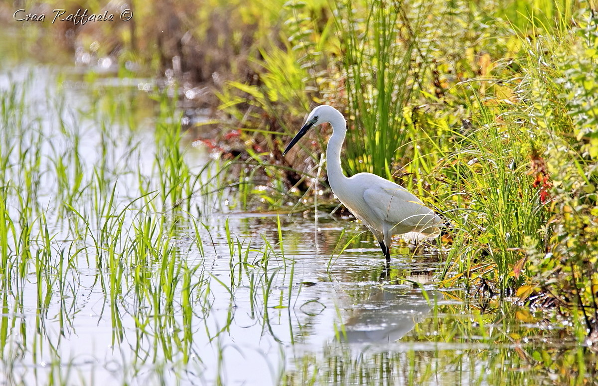 Egret, backlight colors