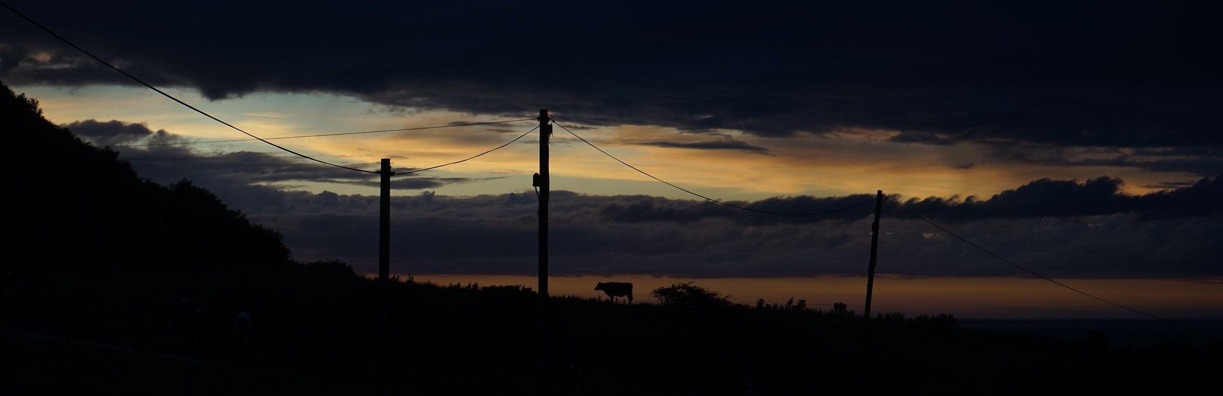 Cow at sunset / Ireland