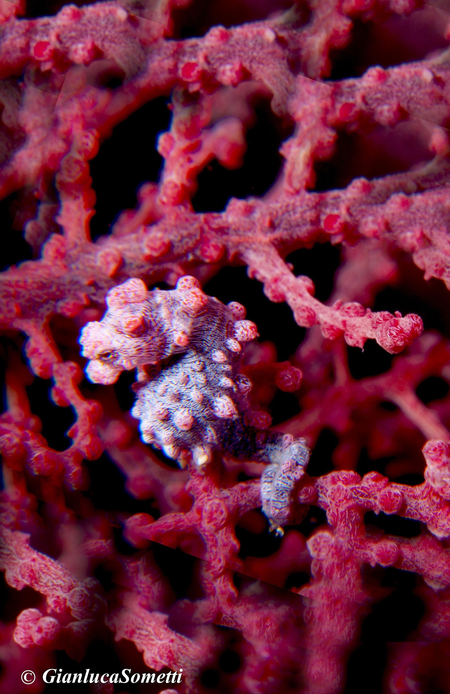pigmy seahorse bargibanti