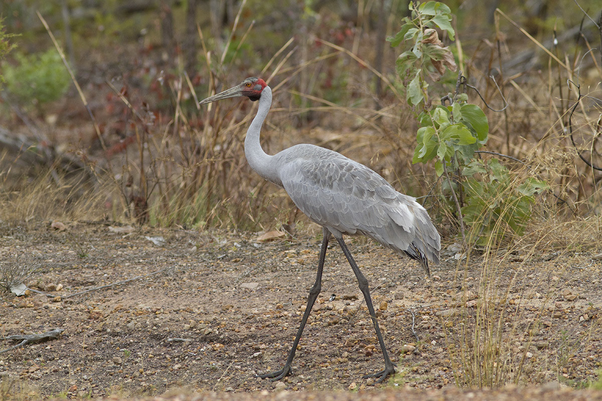 Brolga