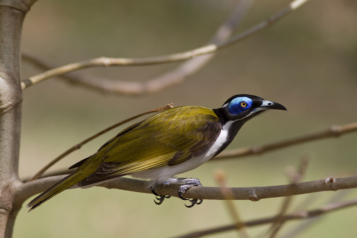 Blue-faced Honeyeater