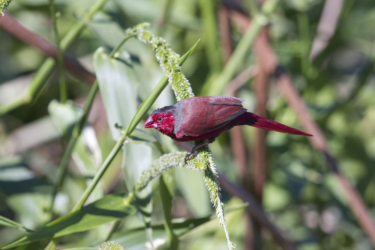 Crimson Finch