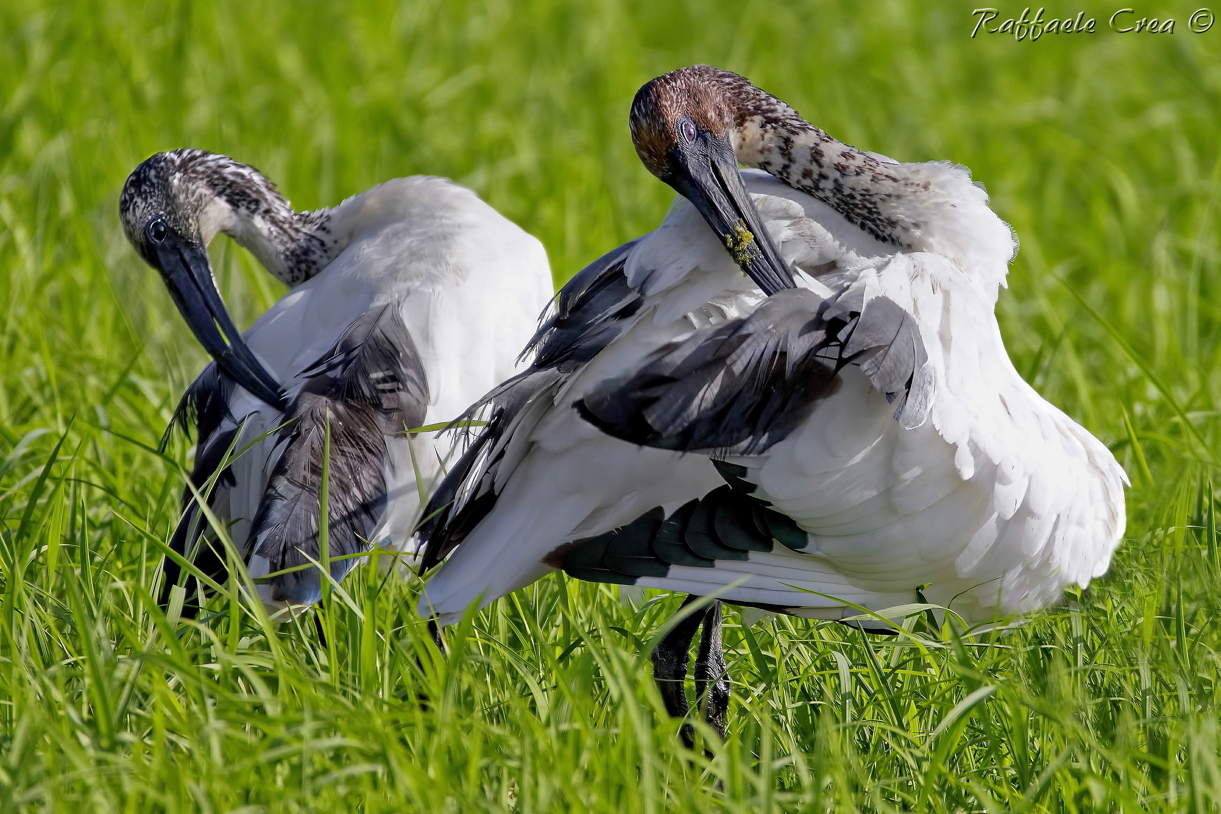 Sacred Ibis