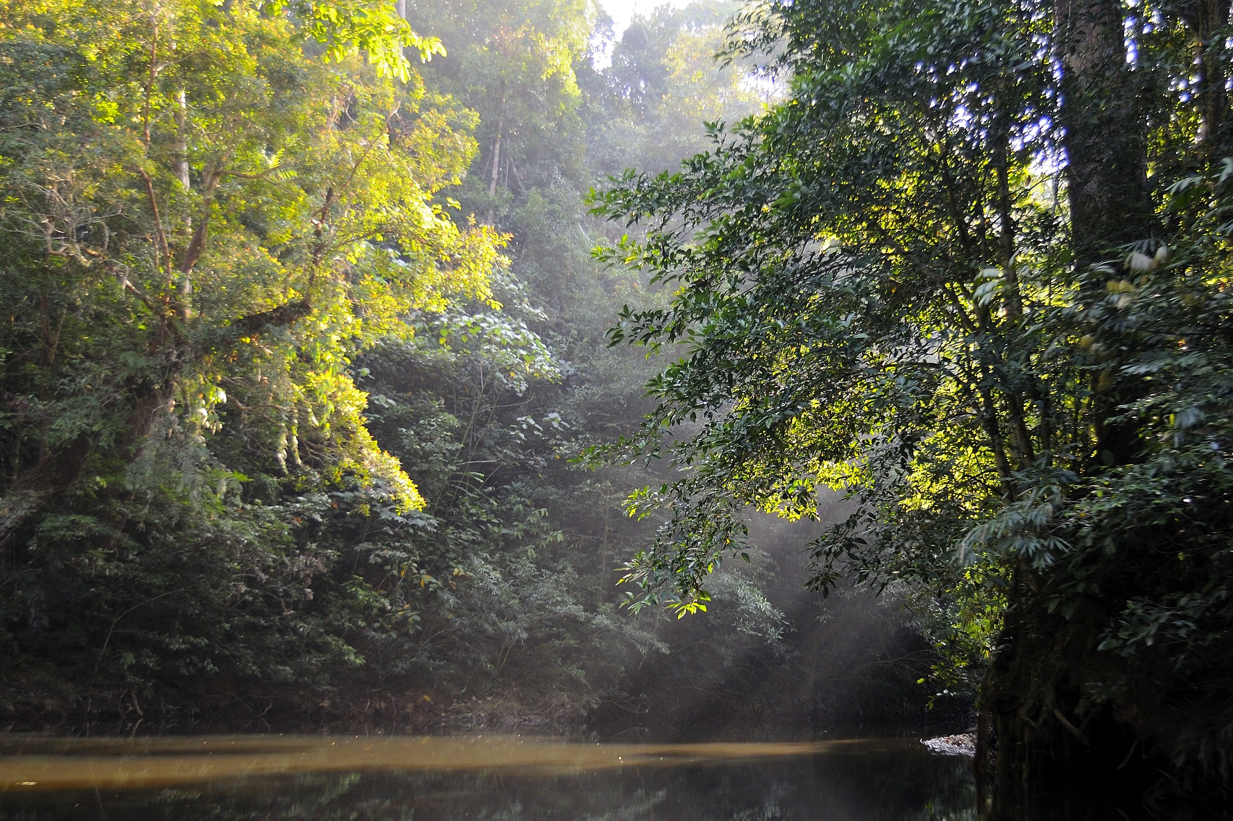 Light through the forest in Borneo