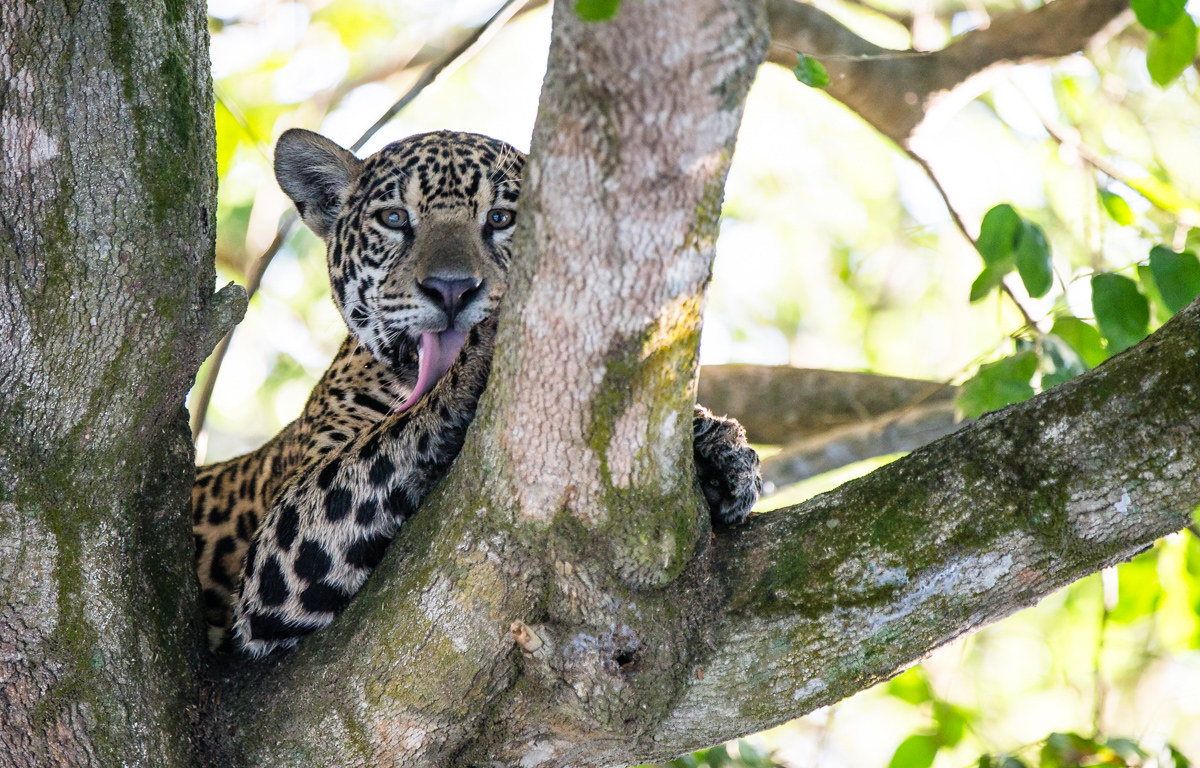The king of the Pantanal