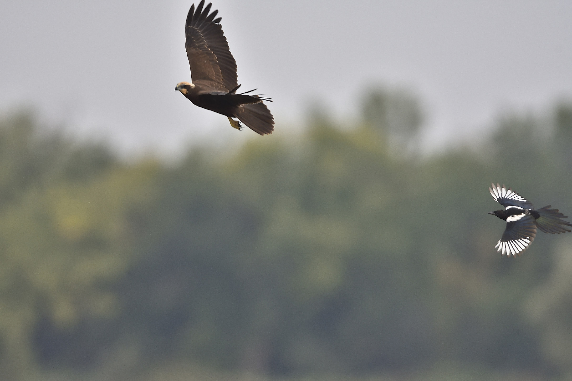 Falco inseguito da Gazza