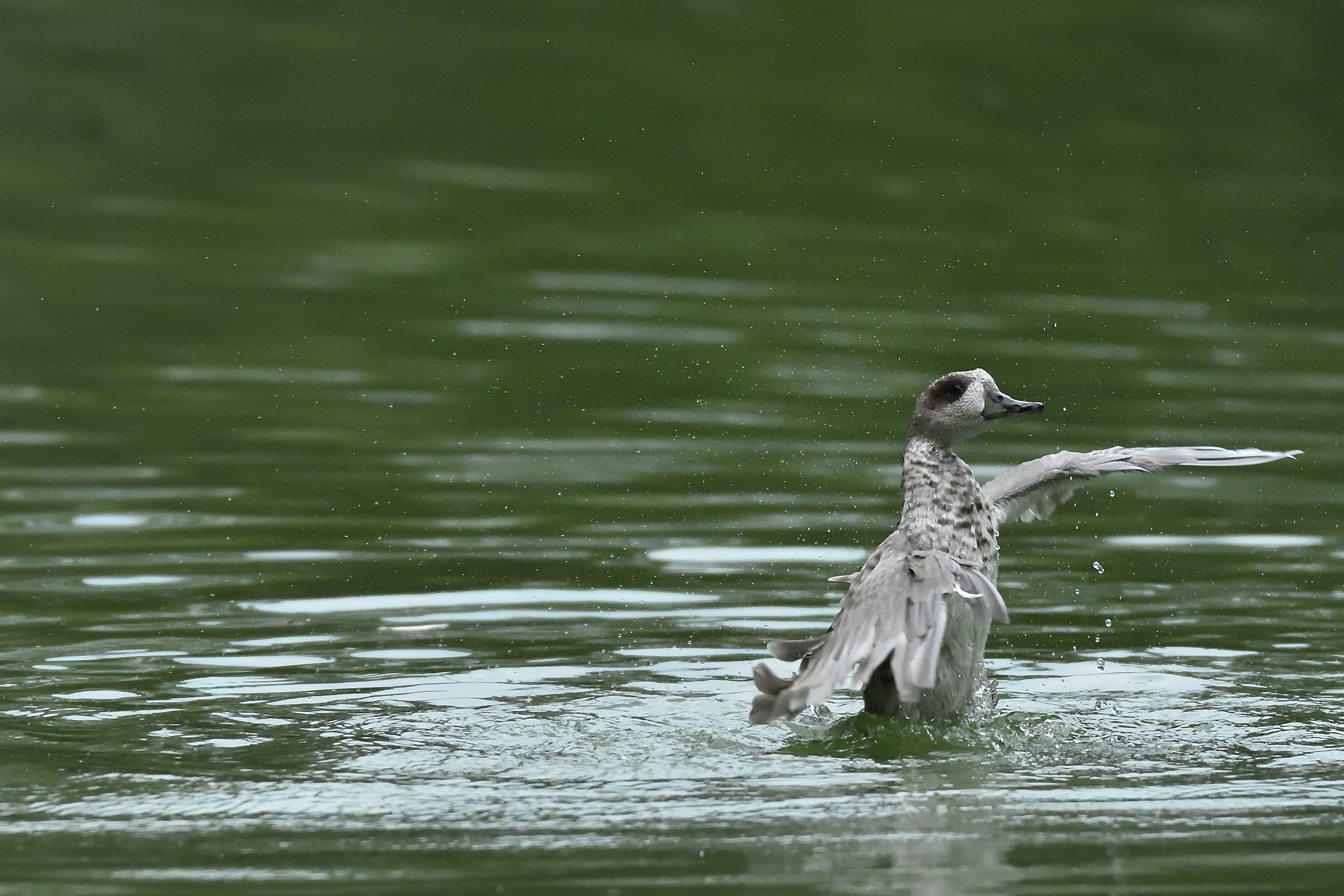 ... è andato di là ...