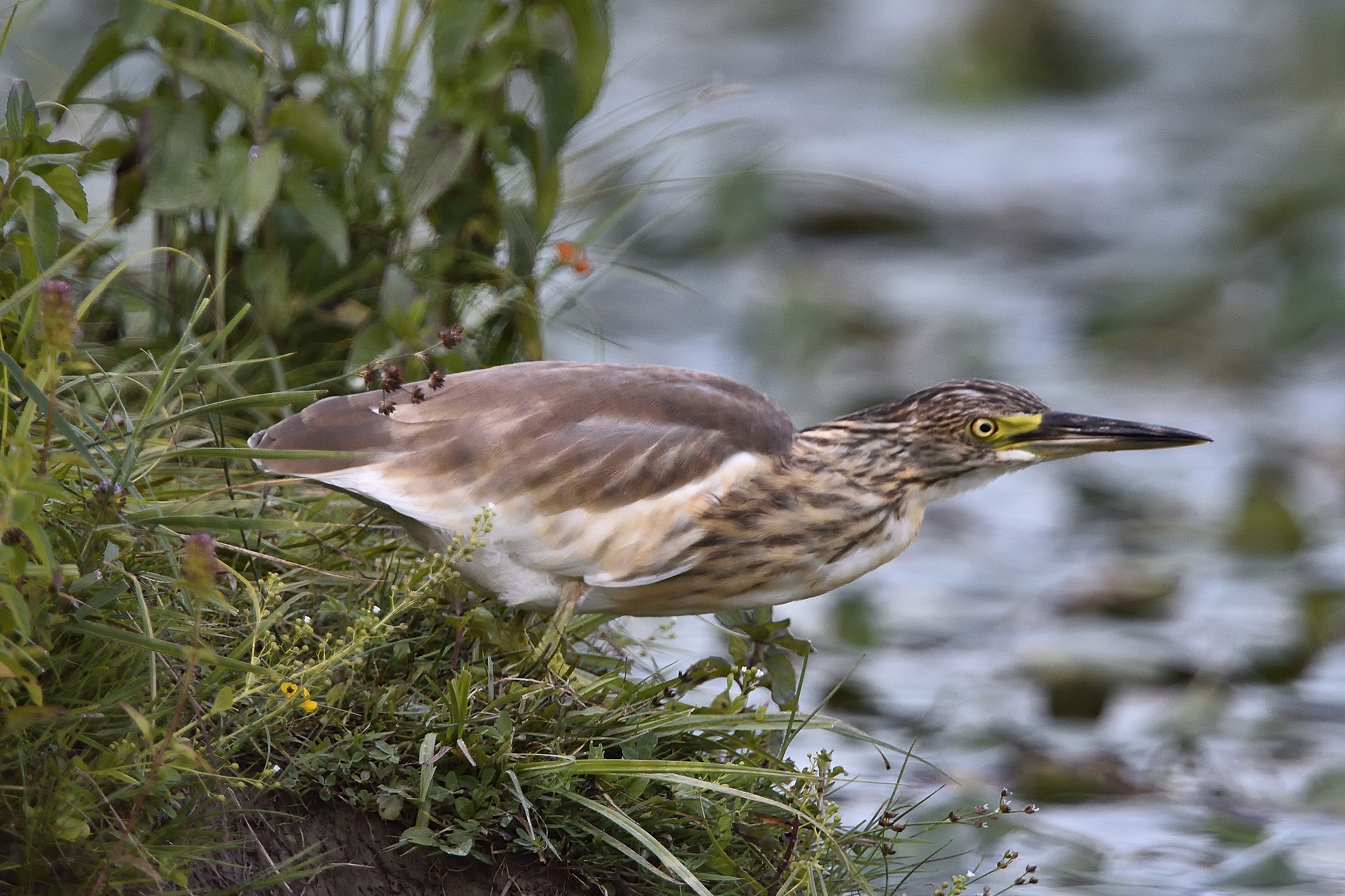 ... prima o poi , passerai ...
