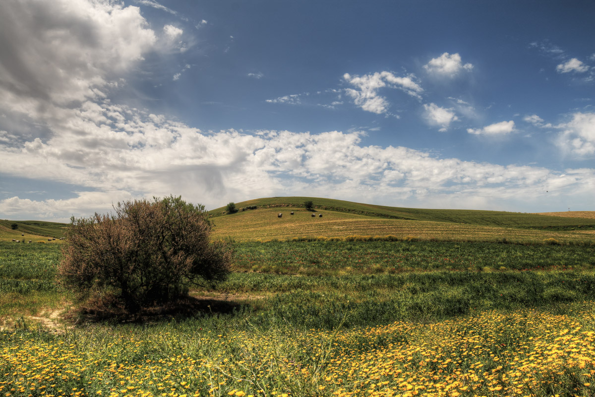 The colors of spring