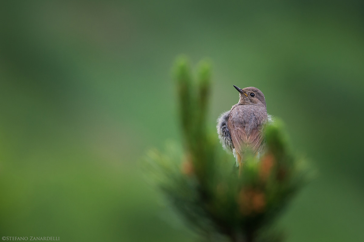 Codirosso spazzacamino femmina...