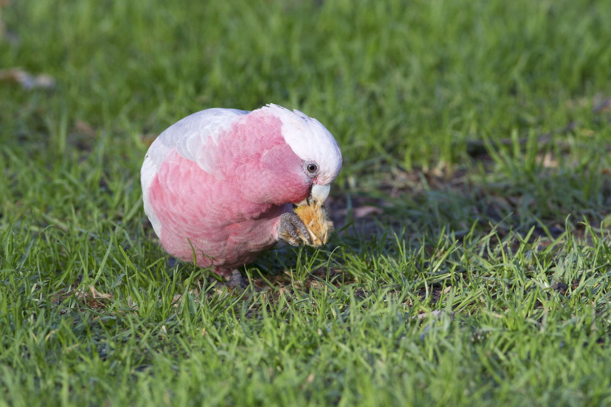 Galah tightrope
