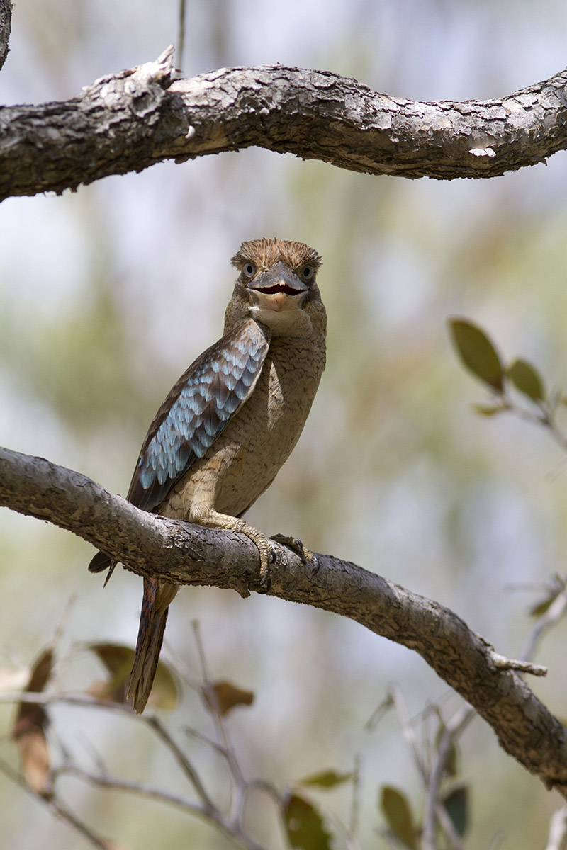 Blue-winged Kookaburra 2