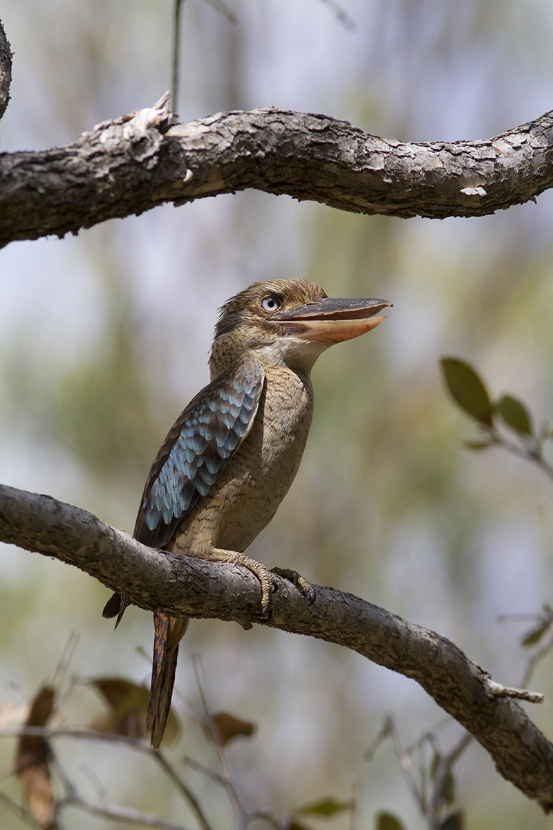 Blue-winged Kookaburra