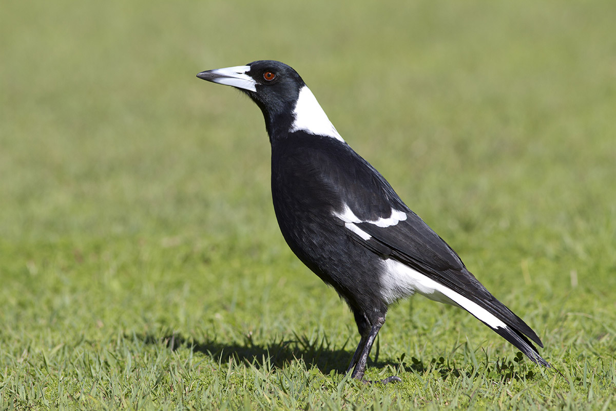 Australian Magpie