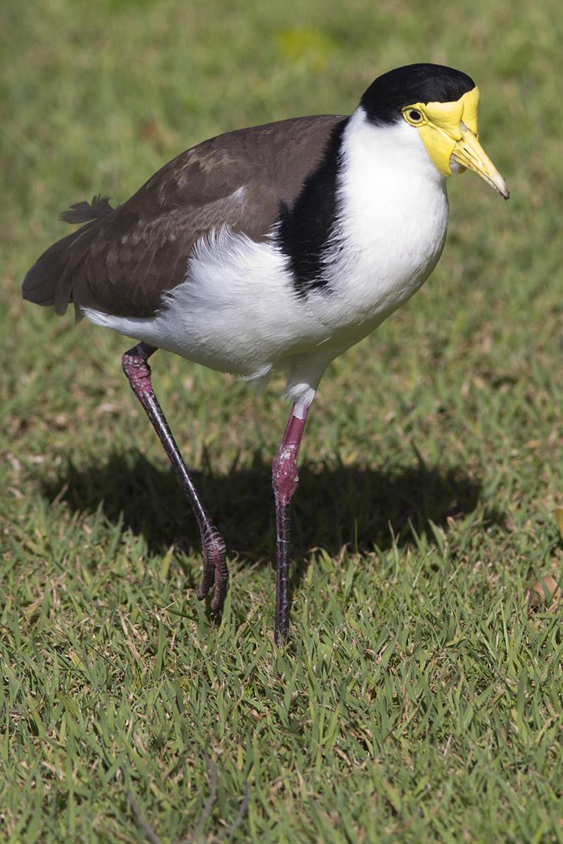 Masked Lapwing