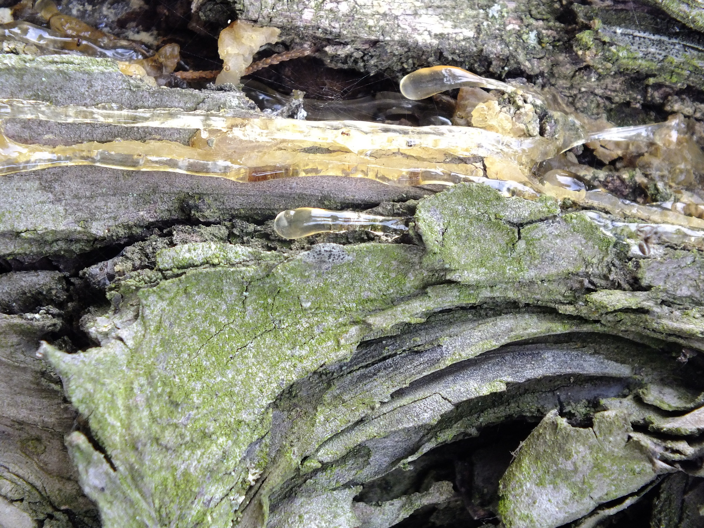 Lacrime di corteccia