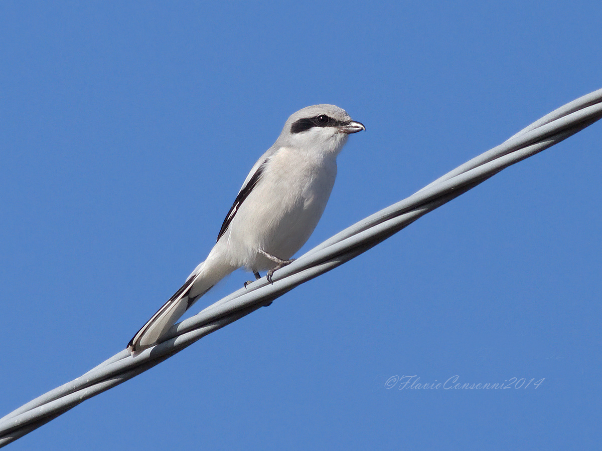 Shrike