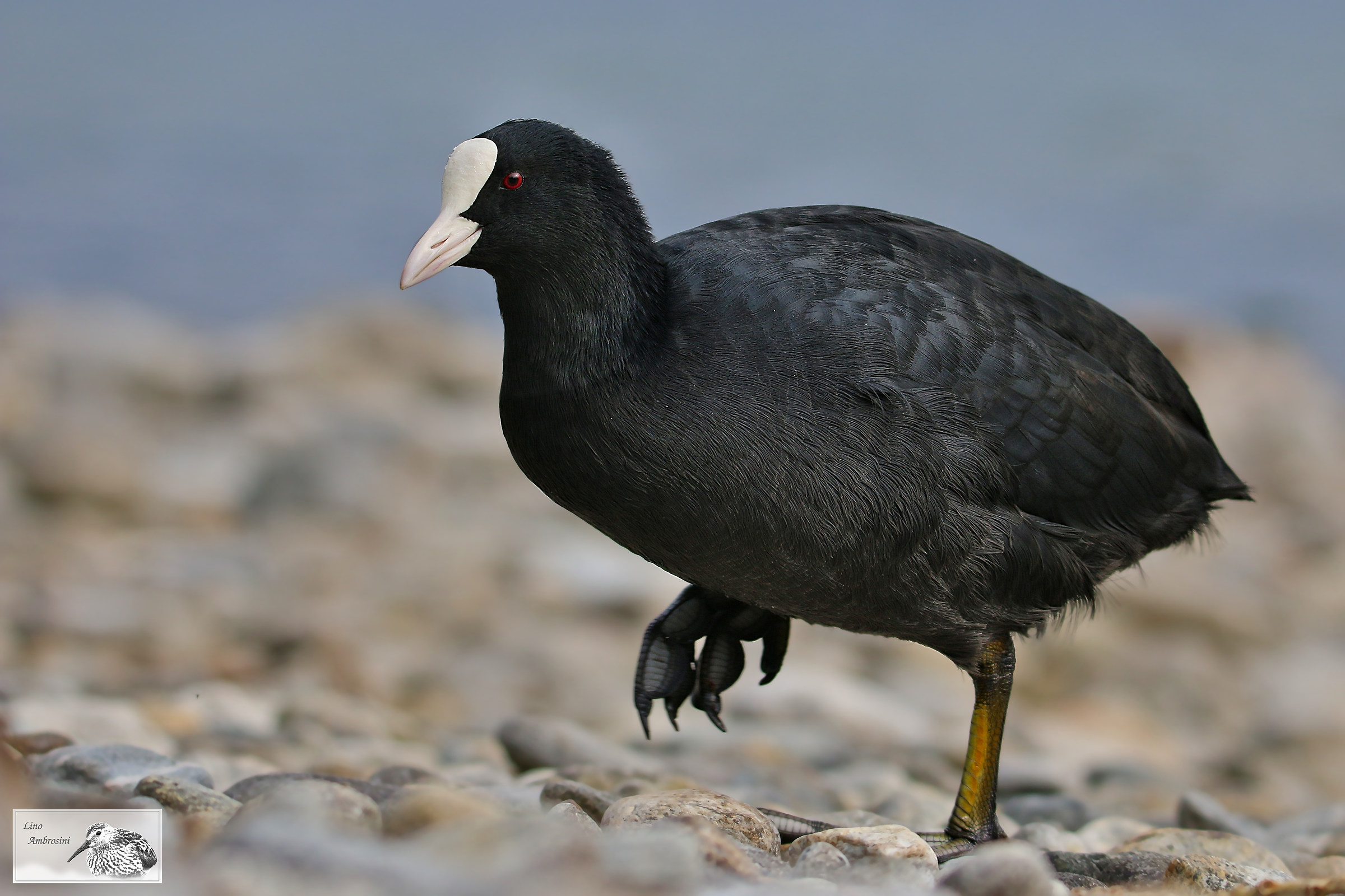Coot