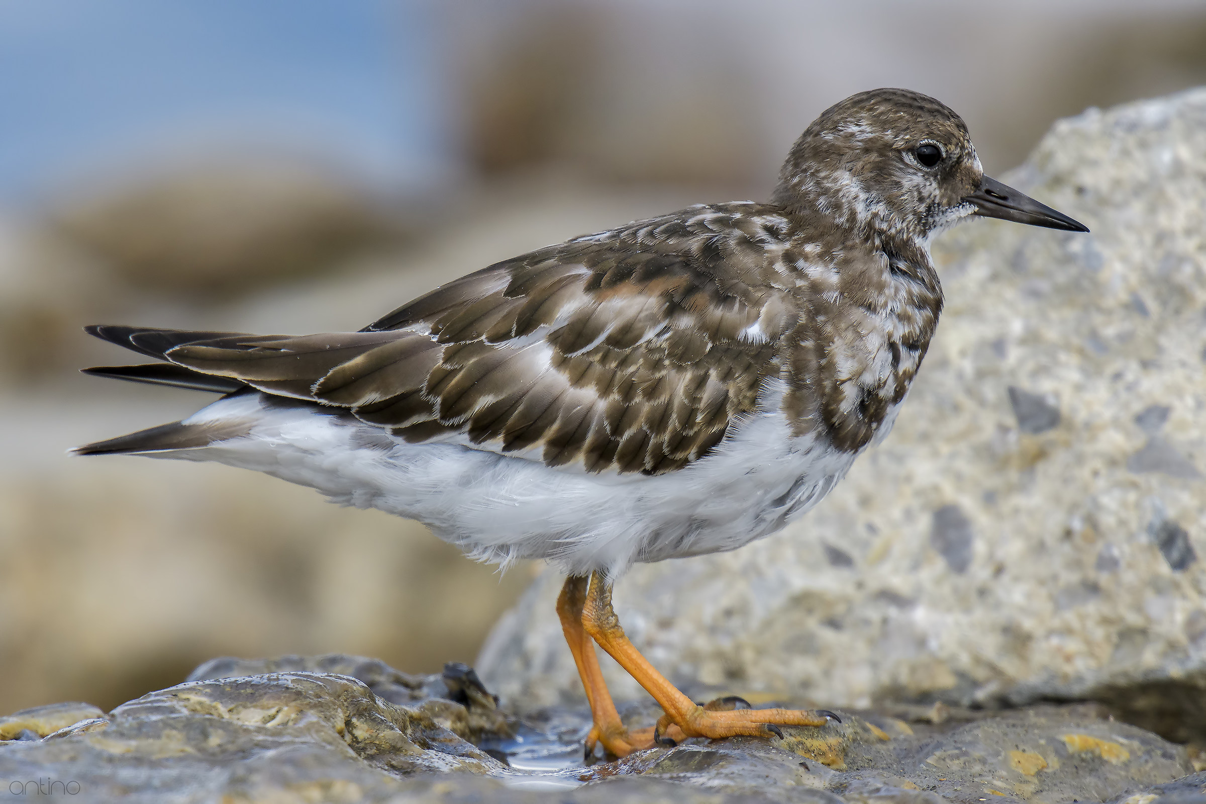 Turnstone