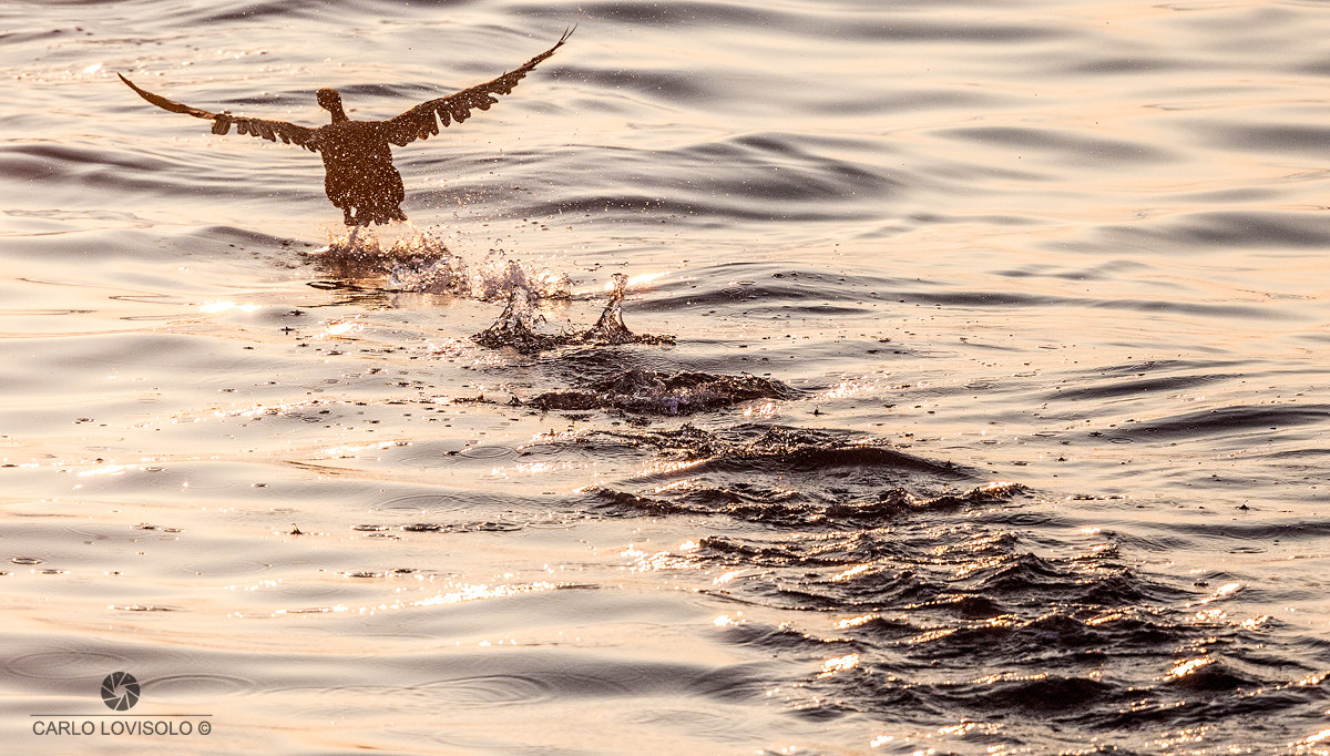 Fledging cormorant all 'alba