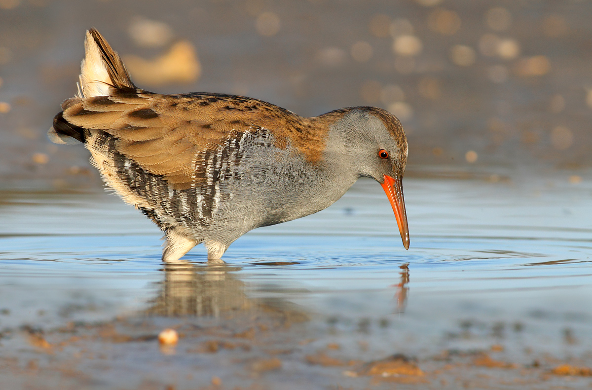 Water Rail