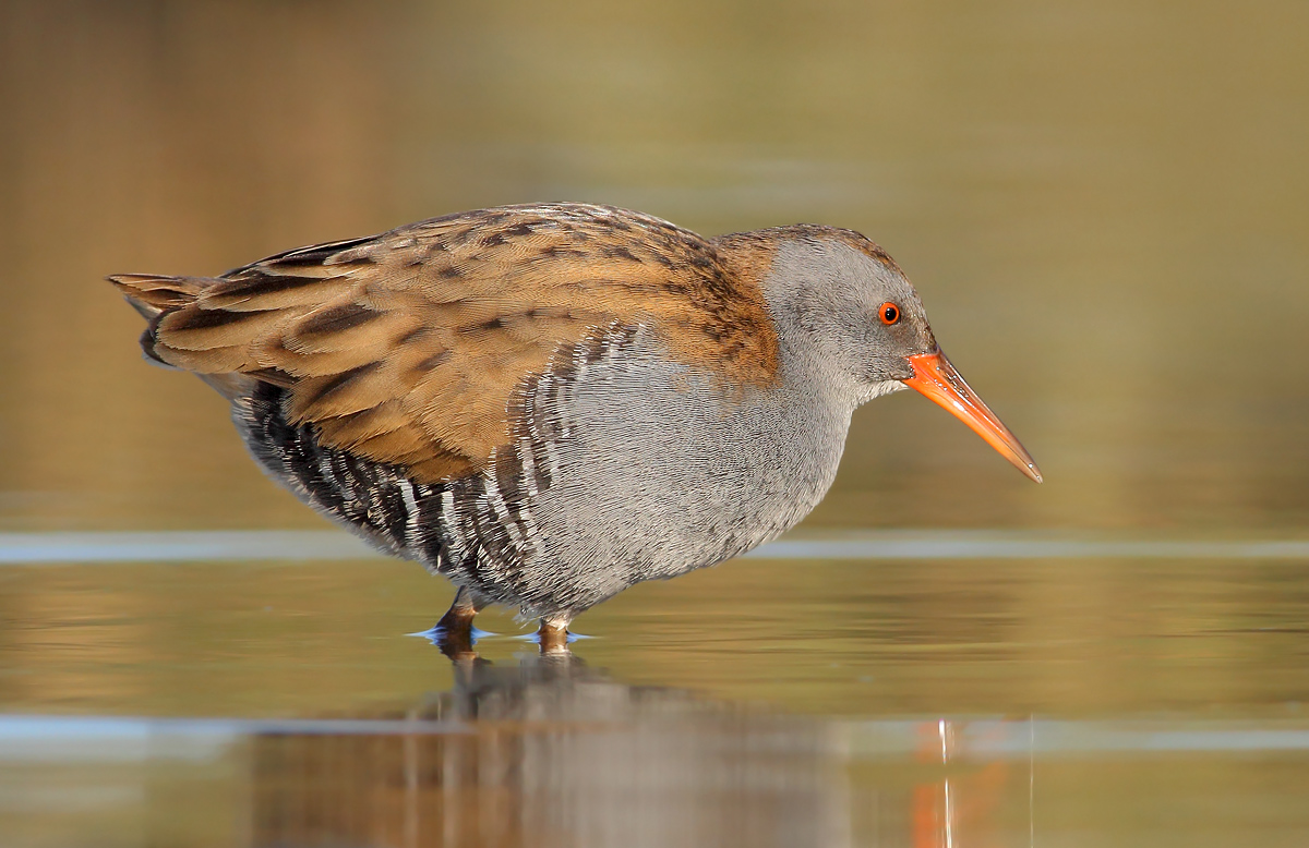 Water Rail
