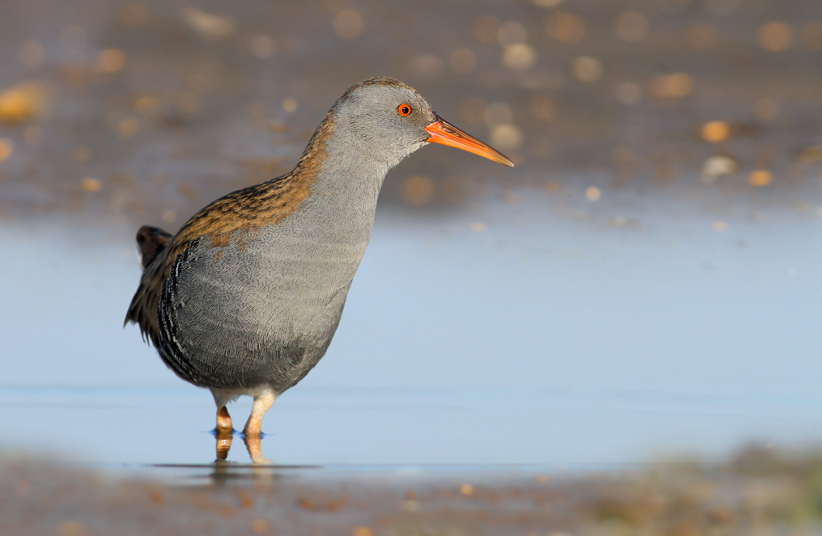 Water Rail