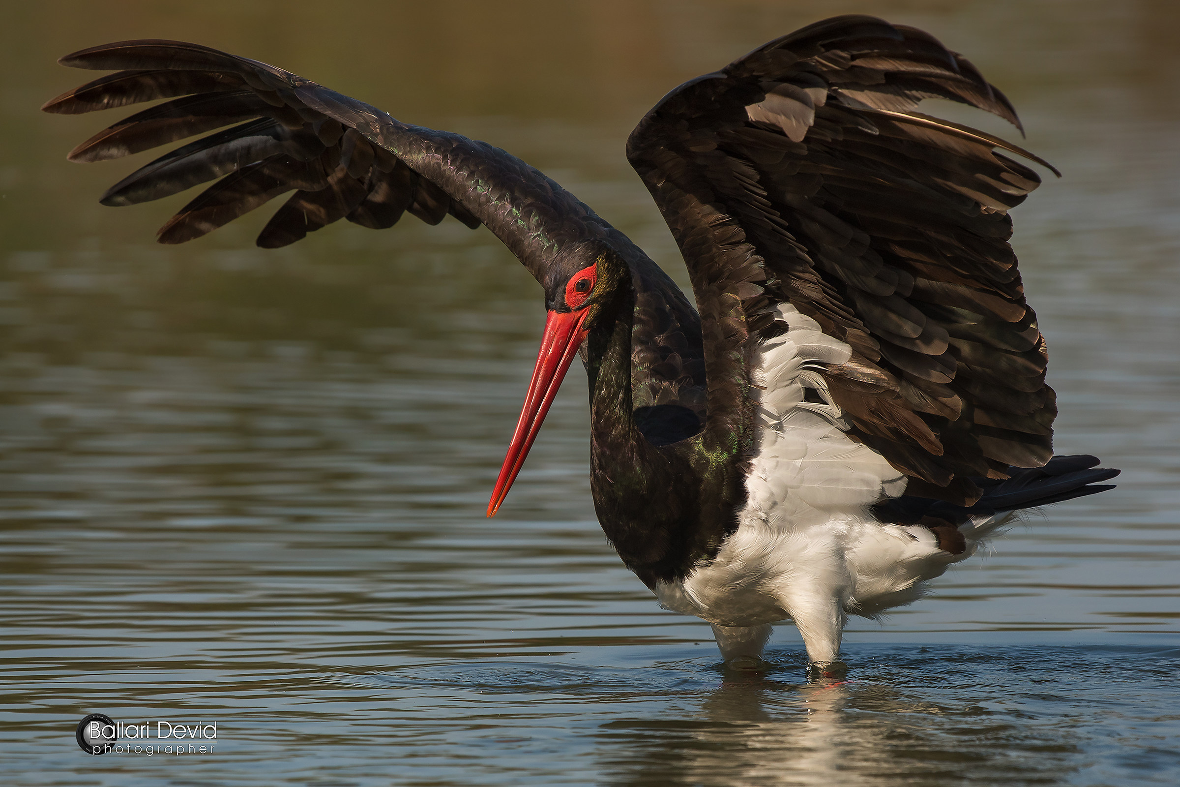 black stork