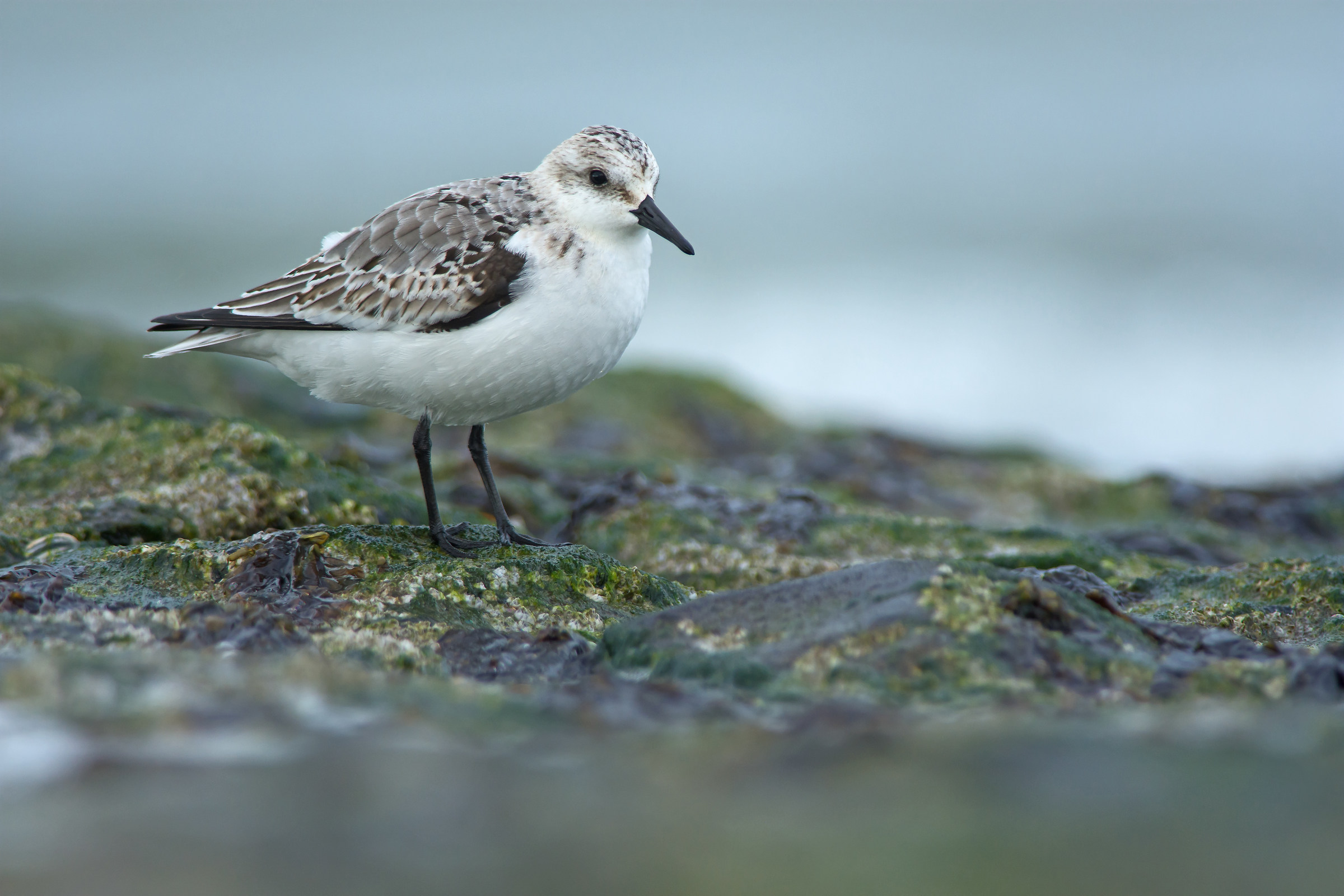 Sanderling