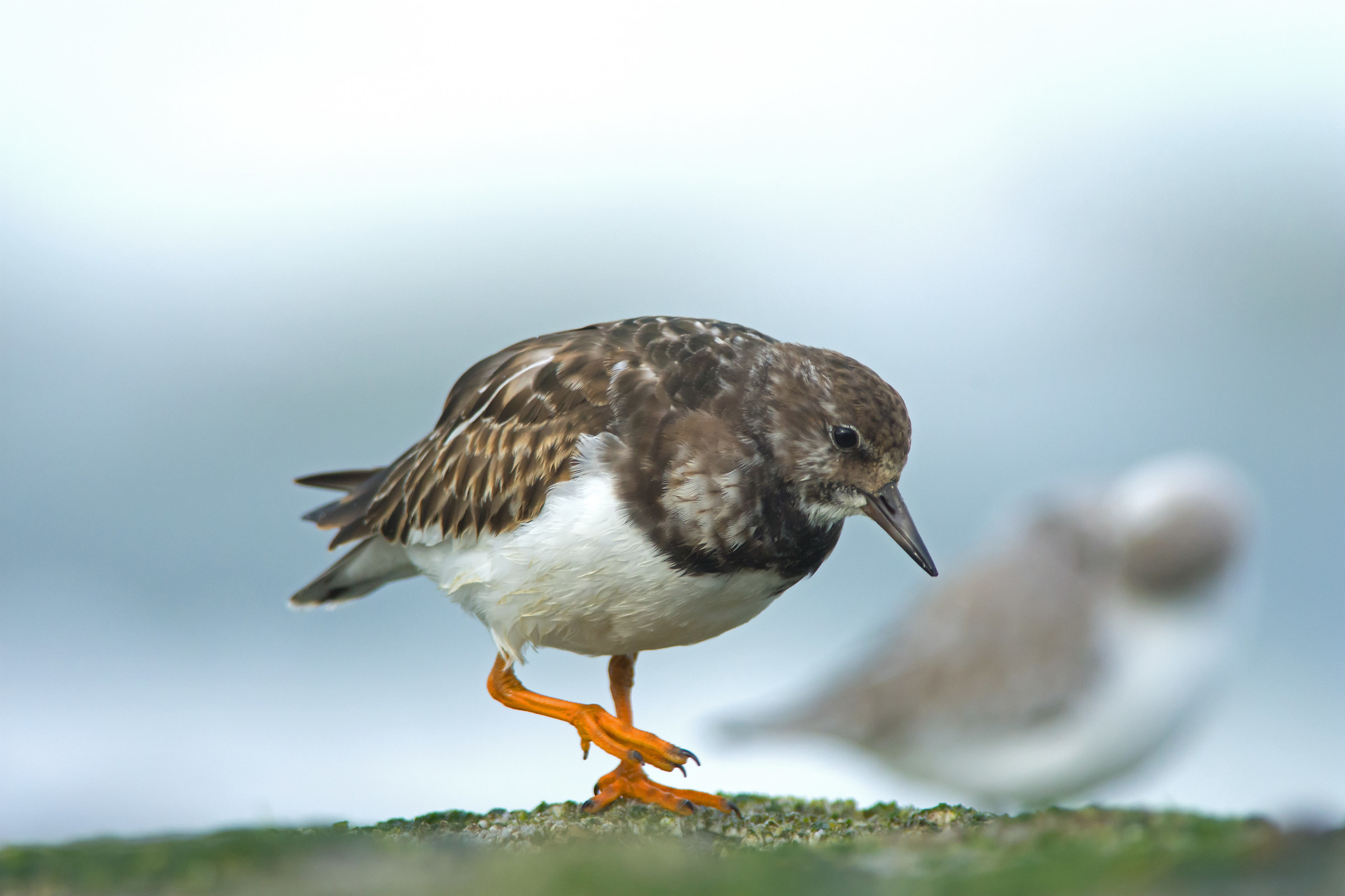 Turnstone