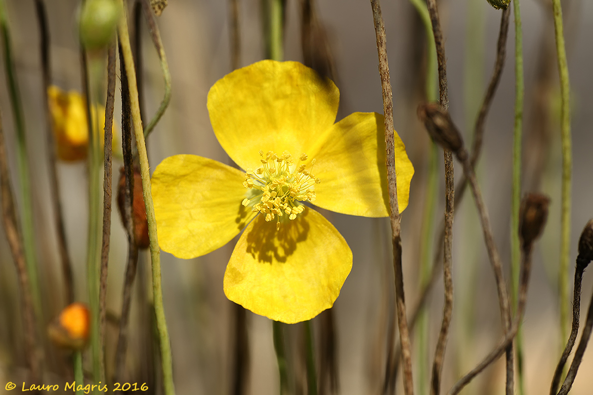The Alpine poppy