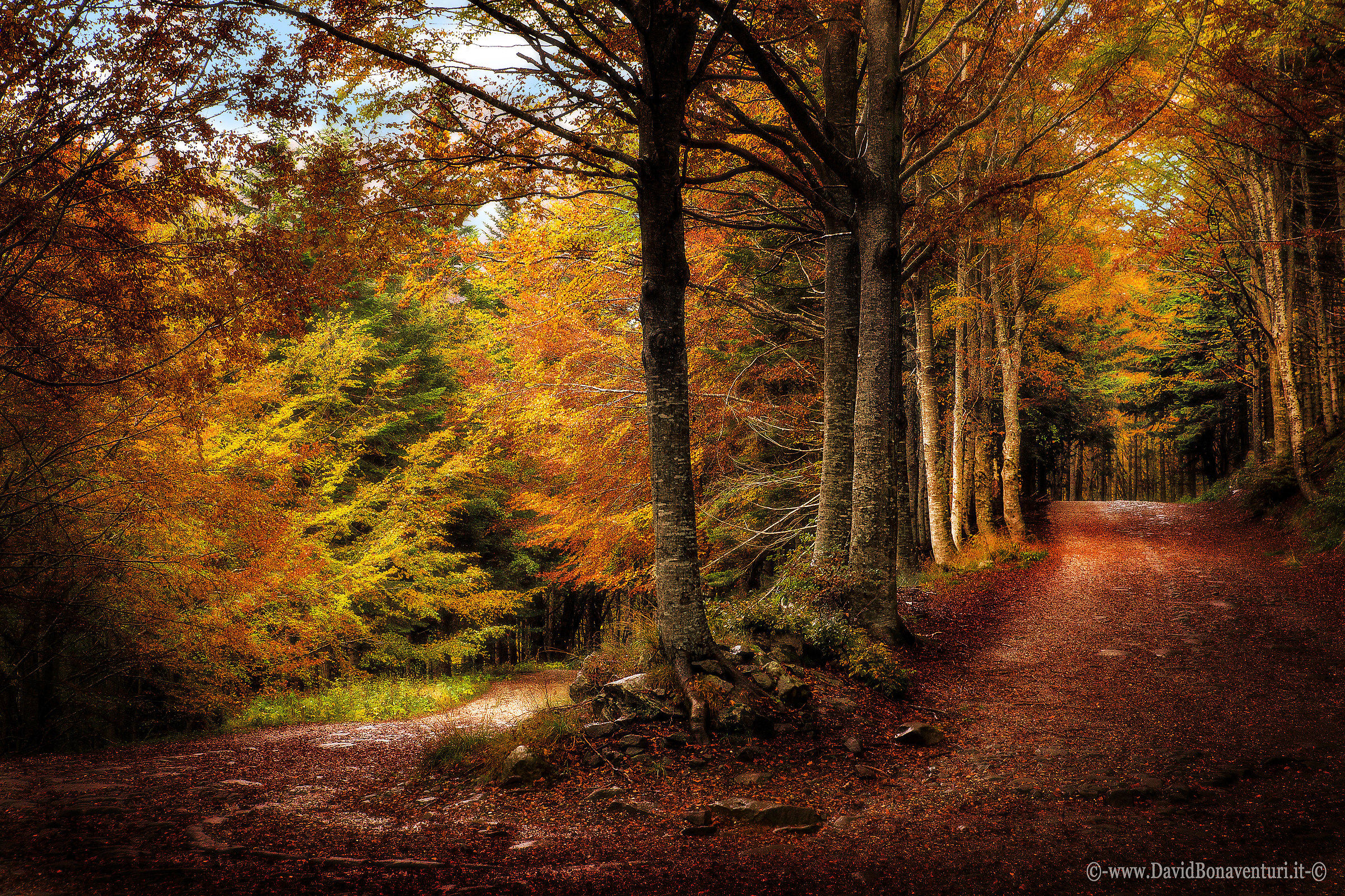 Ducal Road in Autumn