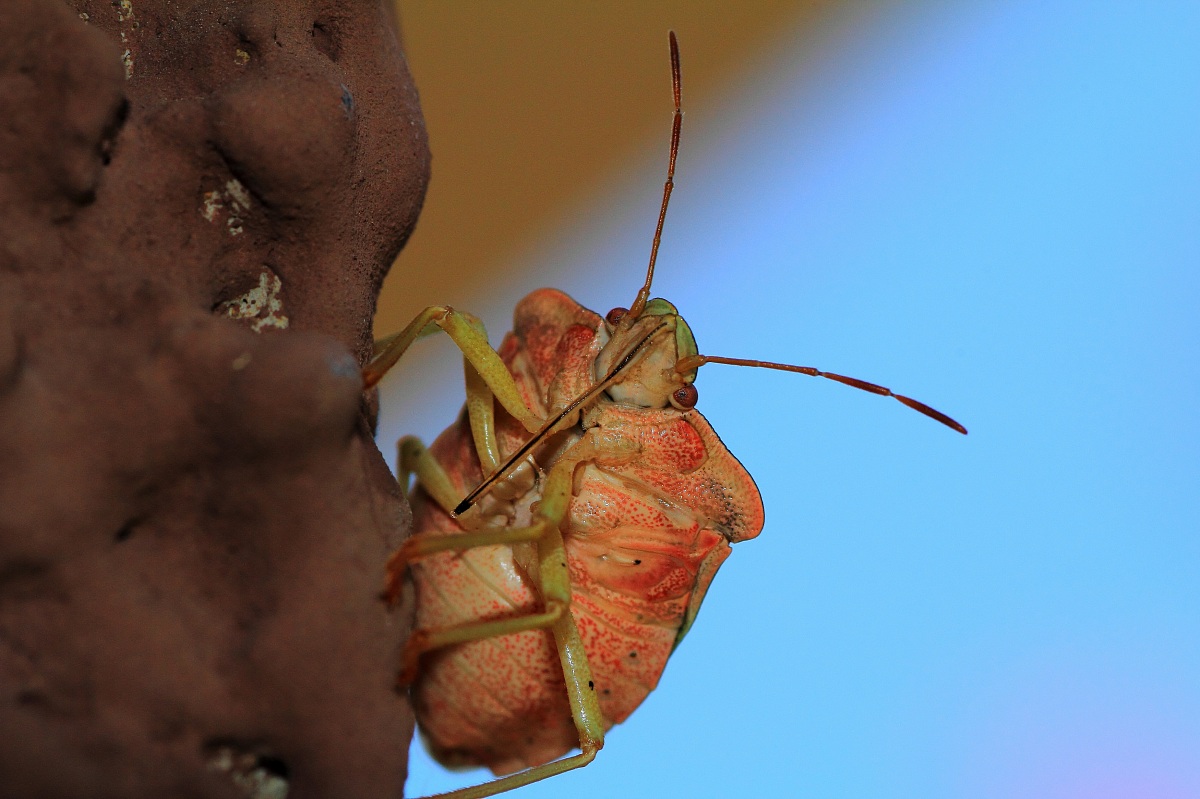 Tana per il cimice...