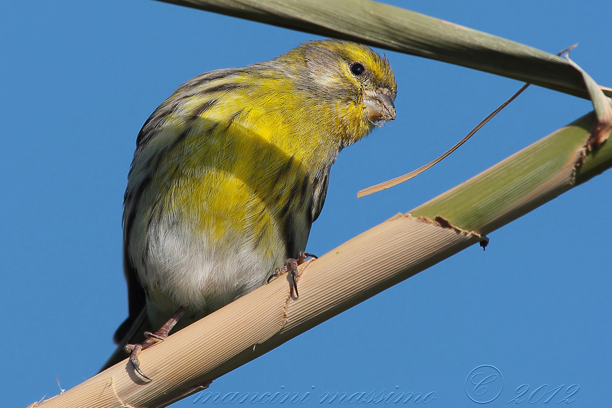 Verzellino ( Serinus serinus)