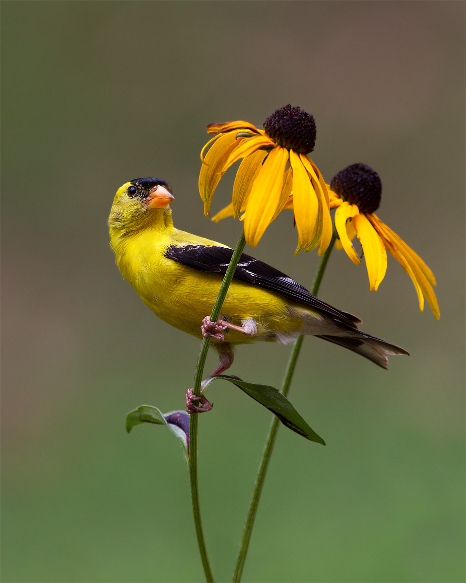 Goldfinch su Margherite