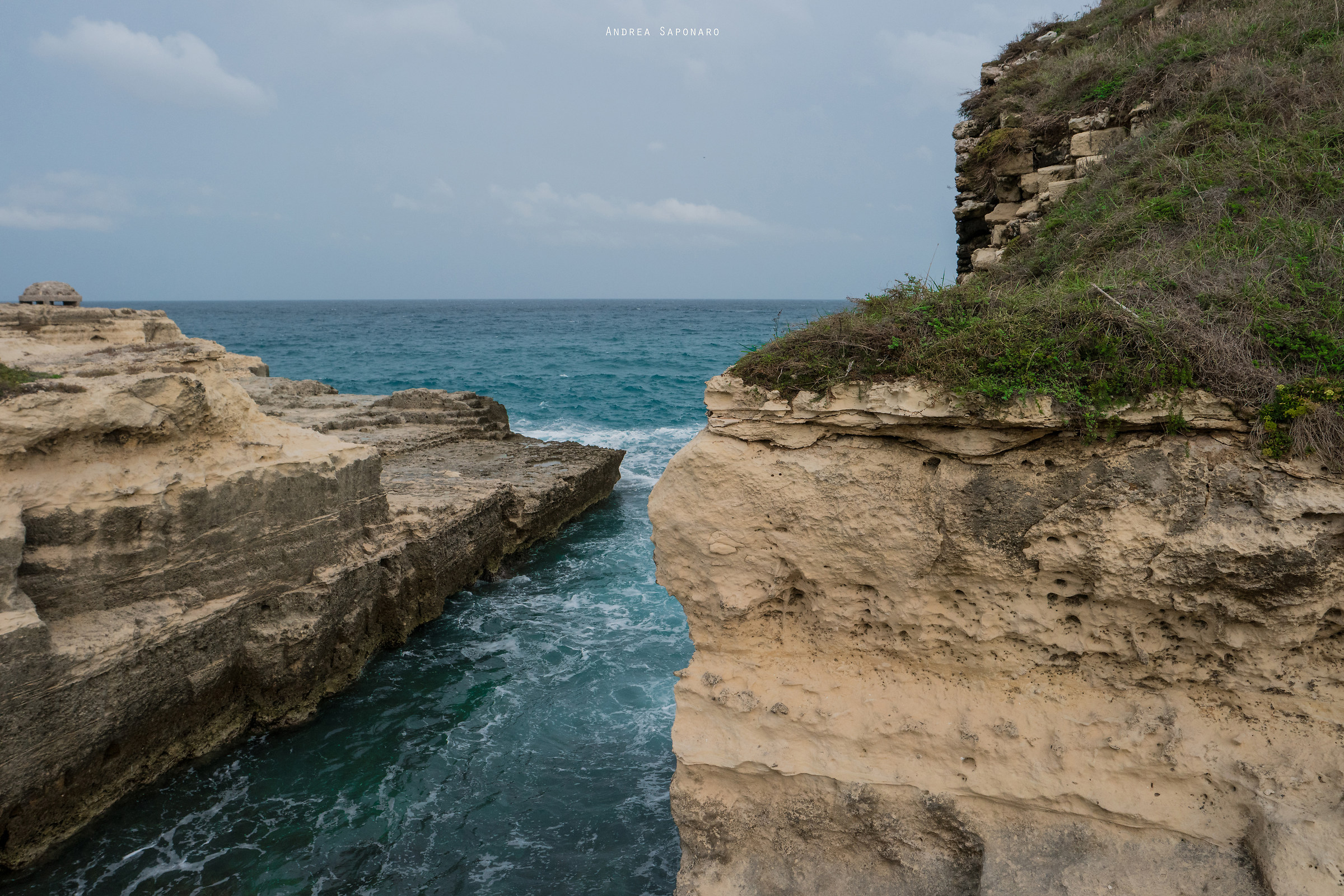 Husky, southern Adriatic Salento