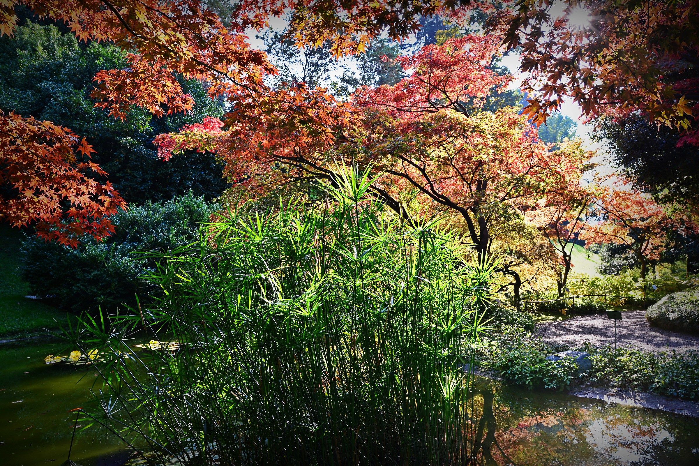 Villa Melzi Japanese maples