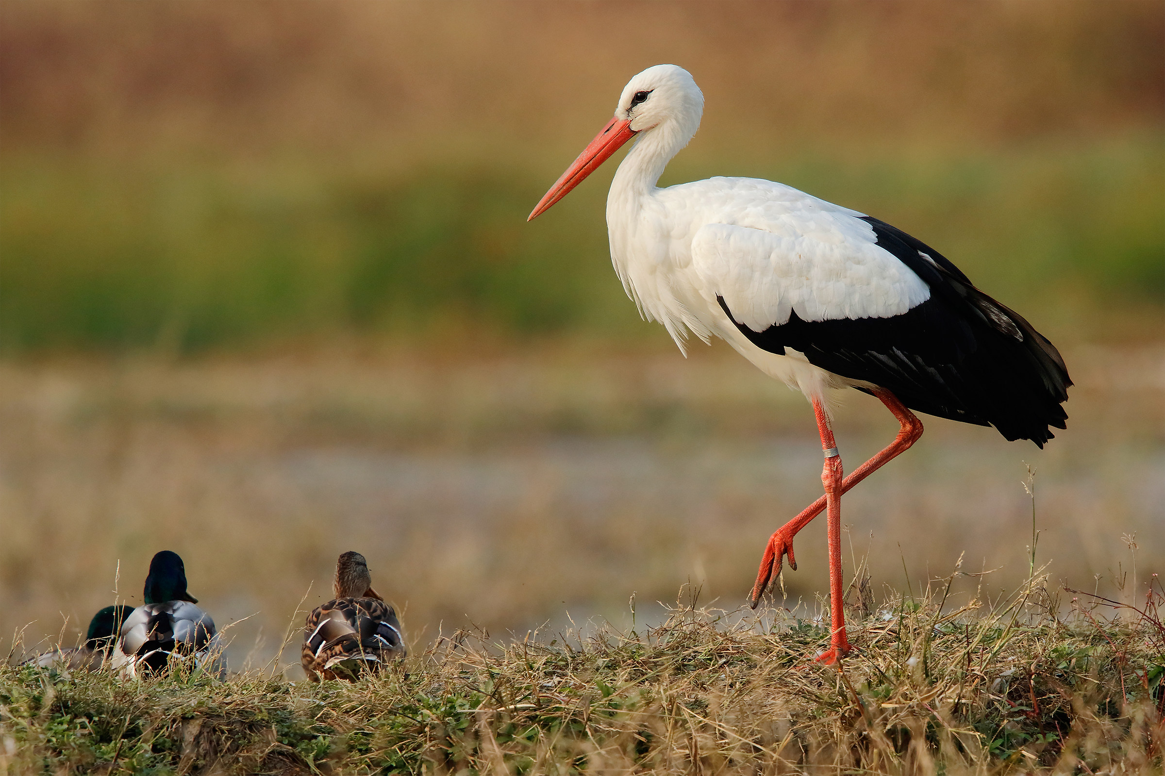 Stork