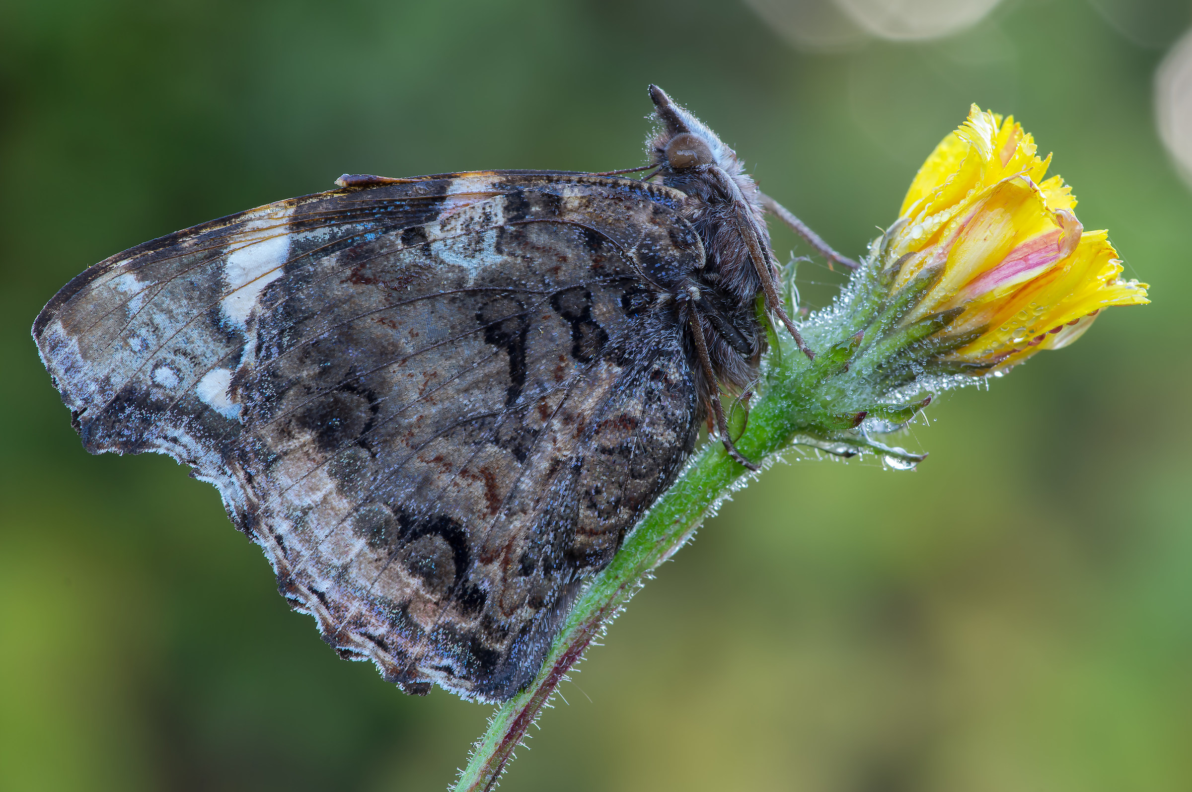 Red Admiral - Pixel shift
