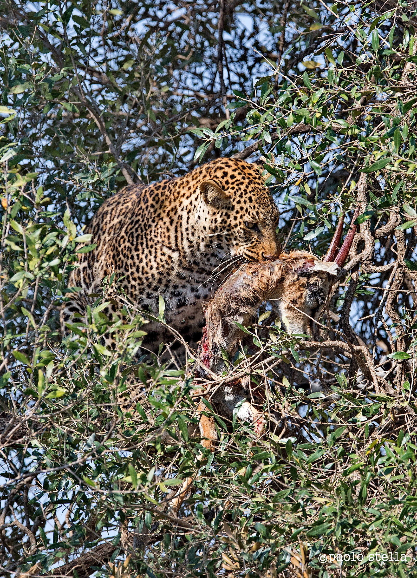con la vecchia preda