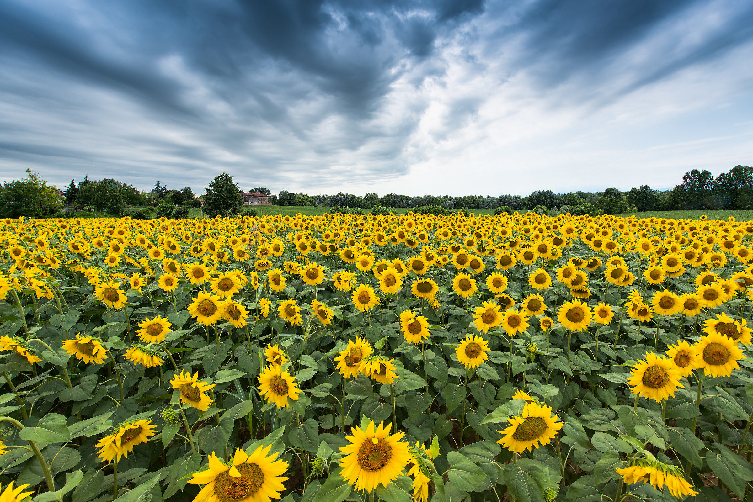sunflowers