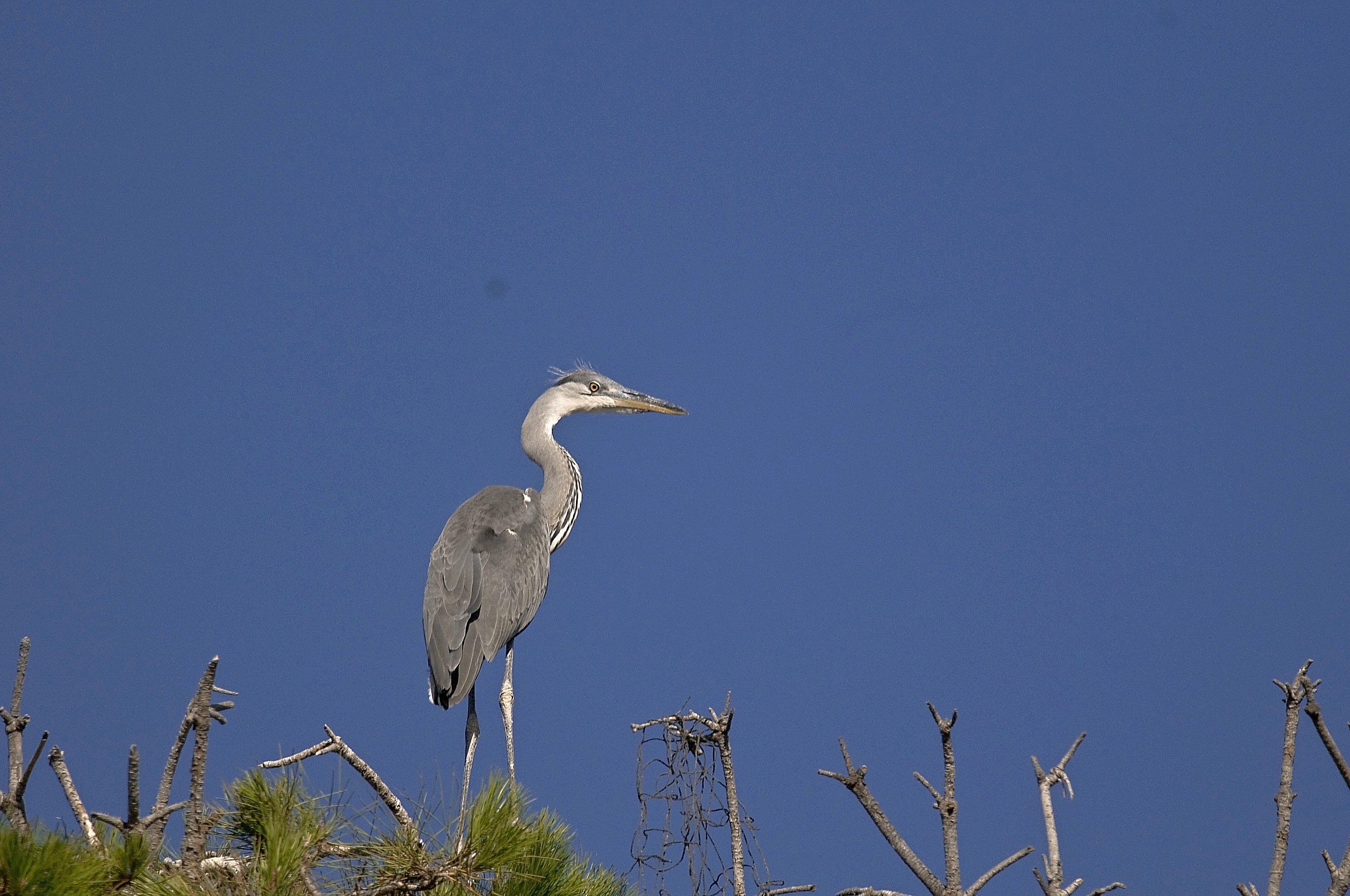 Young gray heron