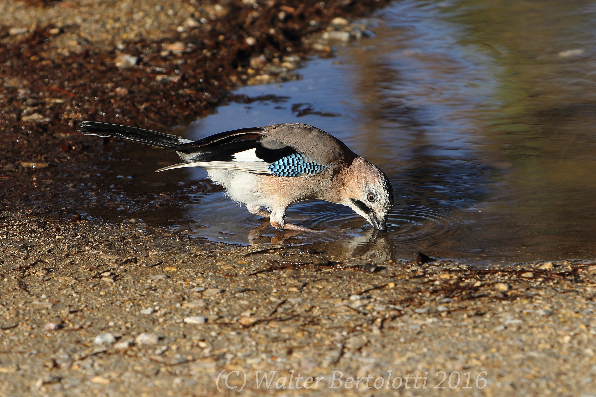 la regina del bosco ha sete