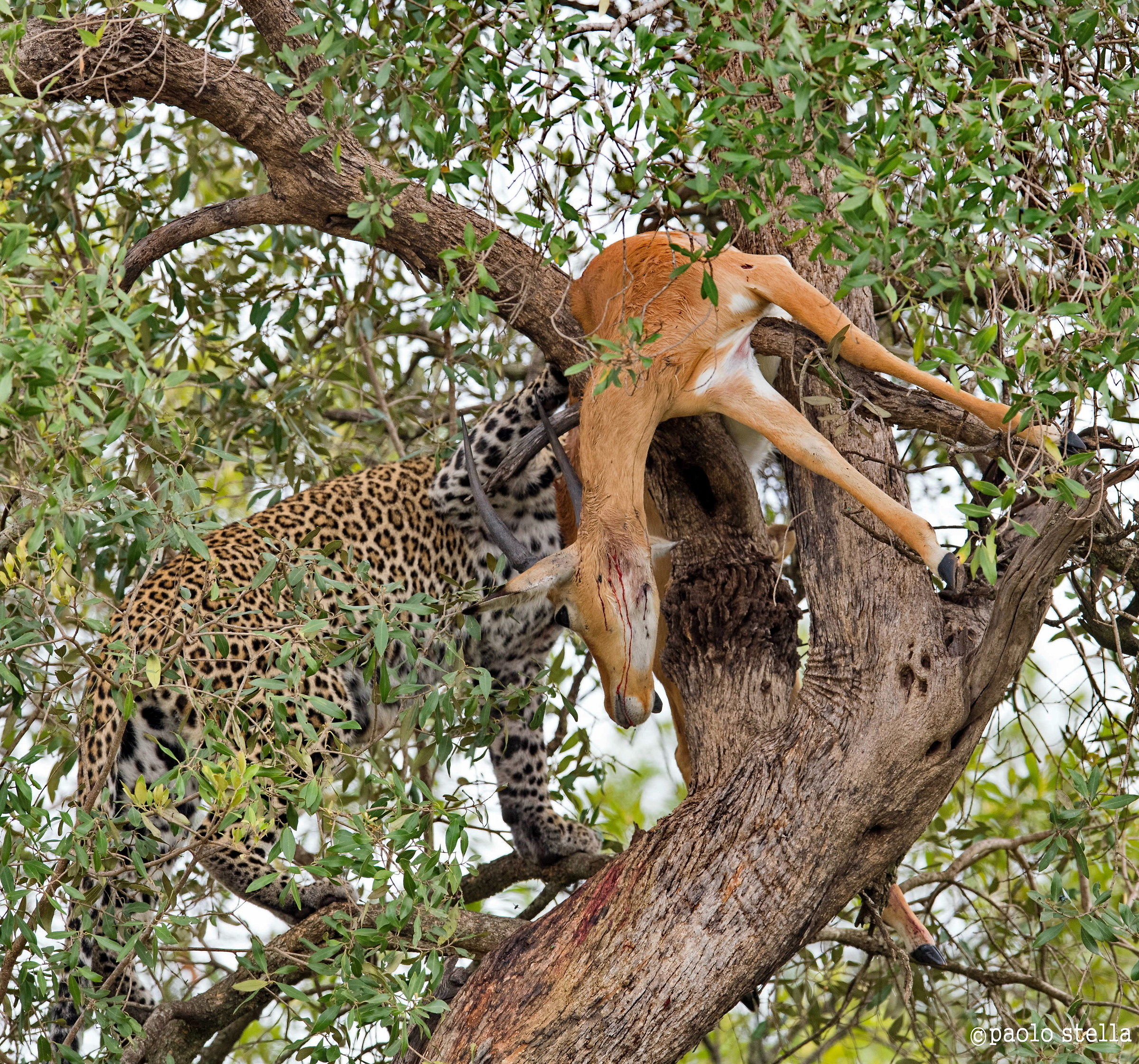 leopardo con la fresca preda