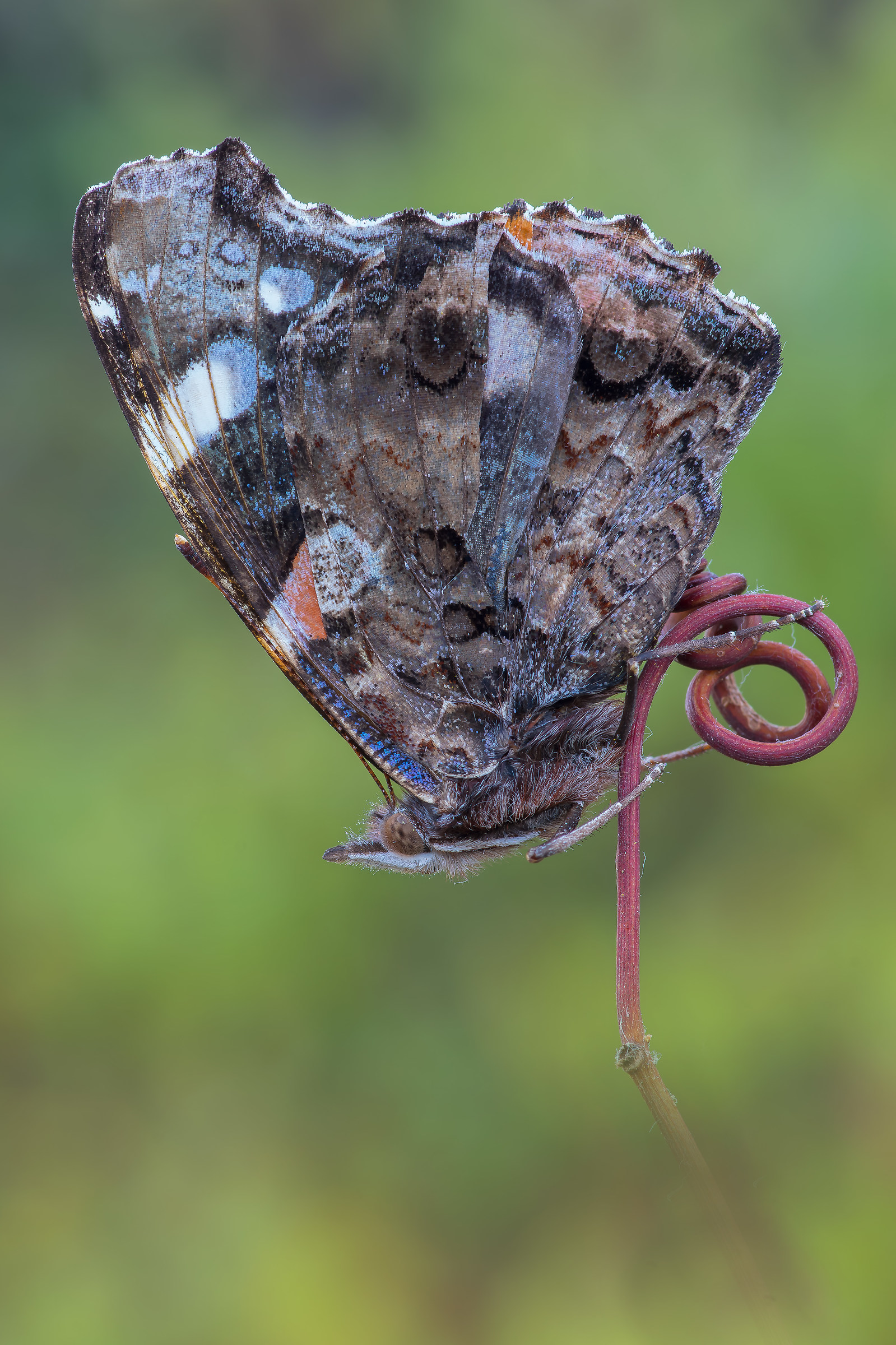 Red Admiral Butterfly on flower - Pixelshift